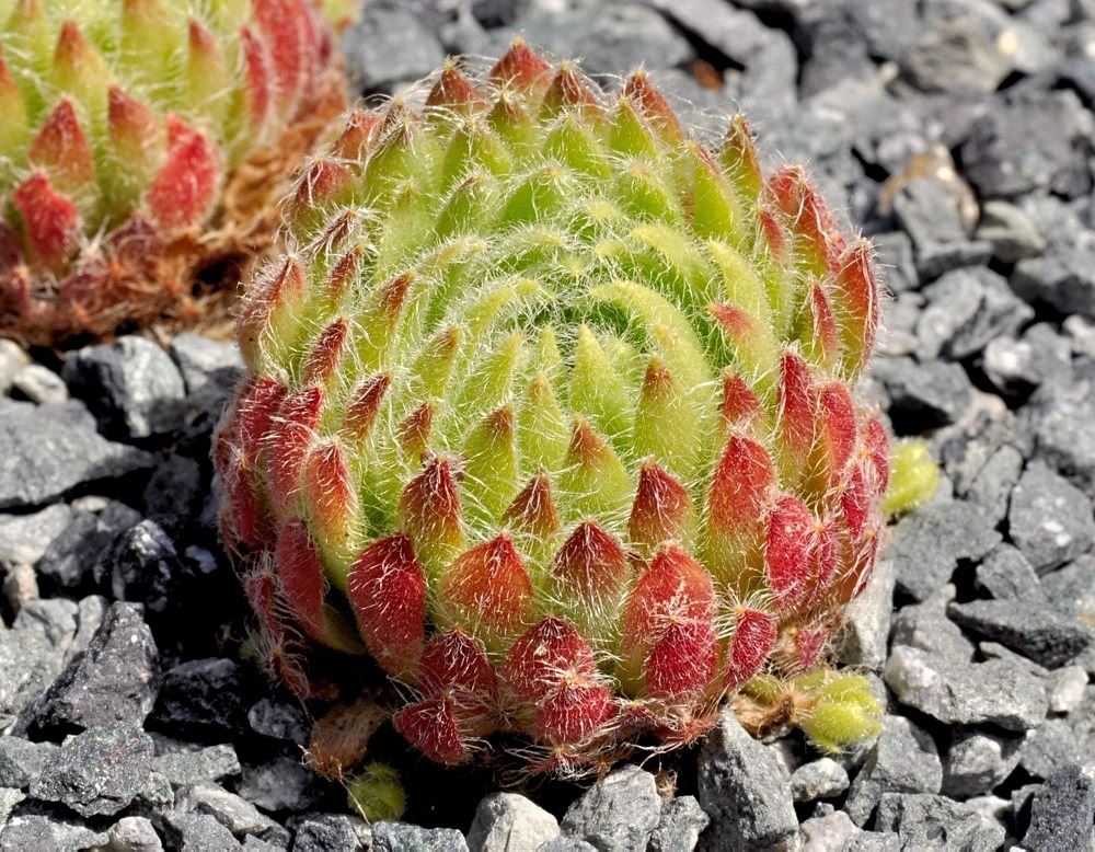 Sempervivum ciliosum